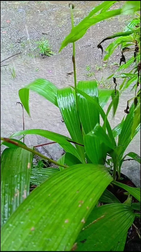 Green leaf  Stock Footage 322623579