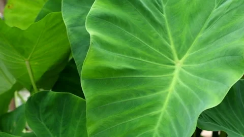 Green leaf Stock-Footage 340452488