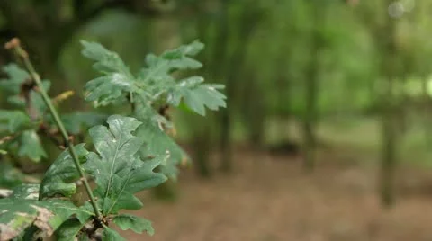 Green leaf forest background 01 Stock Footage 22429881