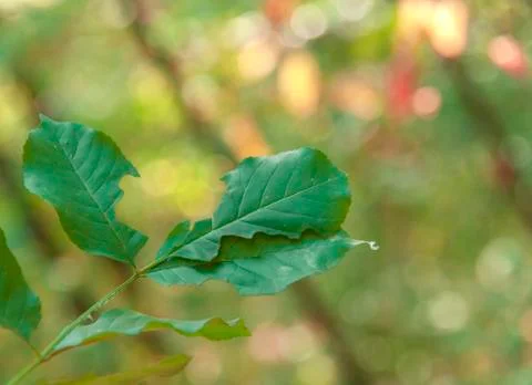 Green leaf in the forest with bokeh background Stock Photos