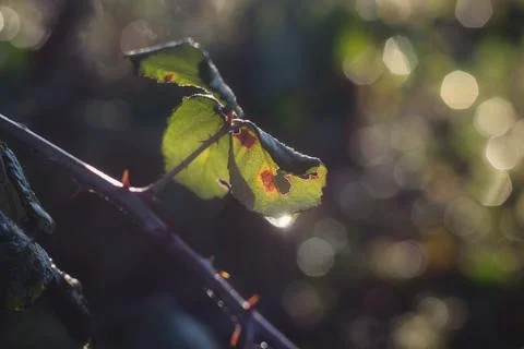 A green leaf in the forest dripping with a dew drop reflecting the suns rays Stock Photos