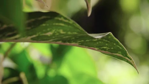Green leaf in the forest Stock Footage 72161219