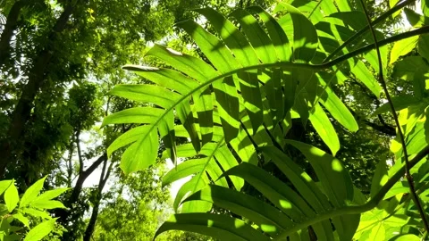 Green leaf in the forest Stock Footage 194469164