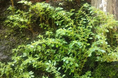 GREEN leaf forest view Stockfoto's