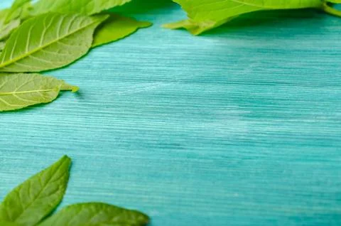Green leaf frame on blue background Stock Photos