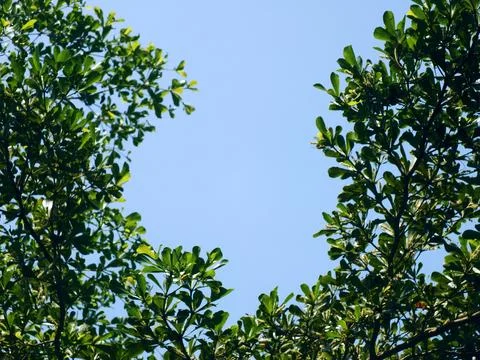 Green leaf frame border on a bright clear blue sky Stock Photos