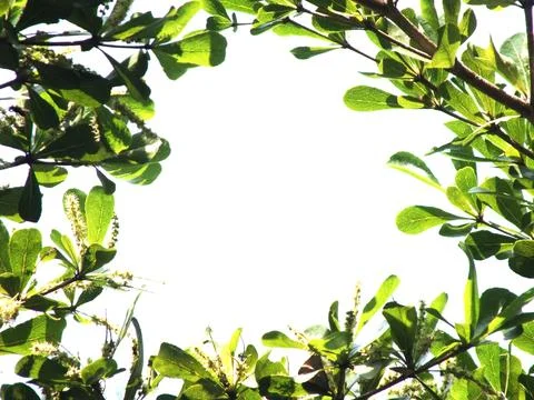 Green leaf frame border with copy space for text. Stock Photos