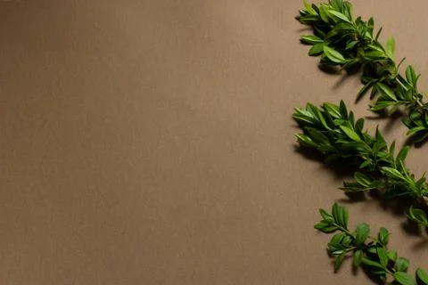 Green leaf frame on a brown background. place for text. natural banner concept Foto stock