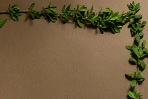 Green leaf frame on a brown background. place for text. natural banner concept Stock Photos