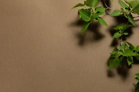 Green leaf frame on a brown background. place for text. natural banner concept Stock Photos