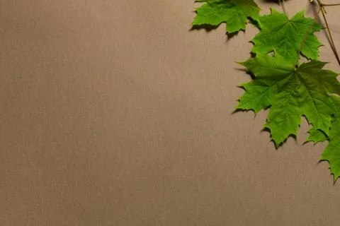 Green leaf frame on a brown background. place for text. natural banner concept Stock Photos