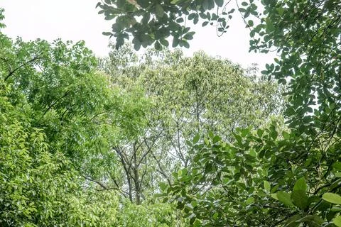Green Leaf Frame Facing Bright Sky Stock Photos