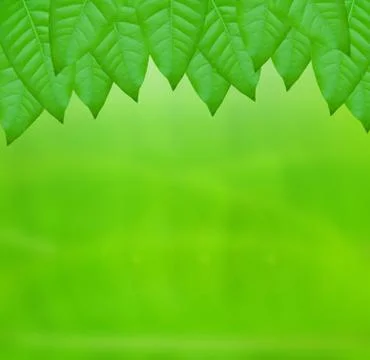 Green leaf frame Stock Illustration