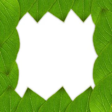 Green leaf frame Stock Illustration