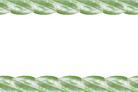 Green leaf frame isolated Stock Photos