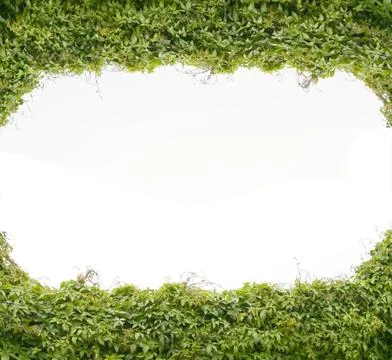 Green leaf frame Stock Photos