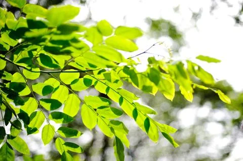 Green leaf frame Stock Photos