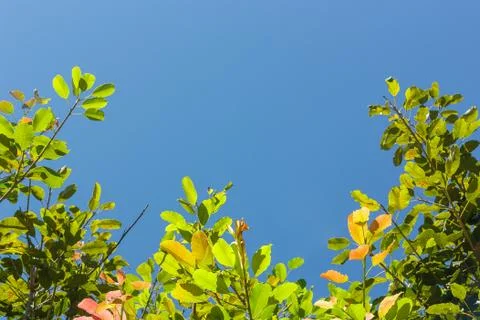 Green leaf frame Stock Photos