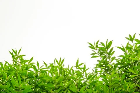 Green leaf frame Stock Photos