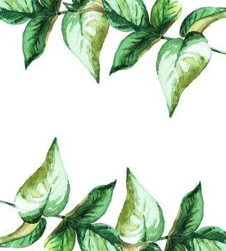 Green leaf. Frame. Watercolor Stock Illustration