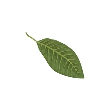 Green leaf of frangipani flower vector Illustration Stock-Illustration