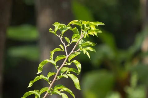 Green leaf of Fried Egg Tree Stock Photos
