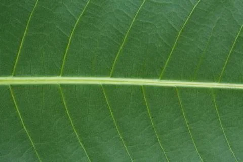 Green leaf full background Stock Photos