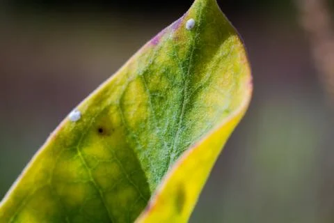 Green leaf in full sunlight Stock Photos