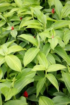 Green leaf in the garden of background. Stock Photos