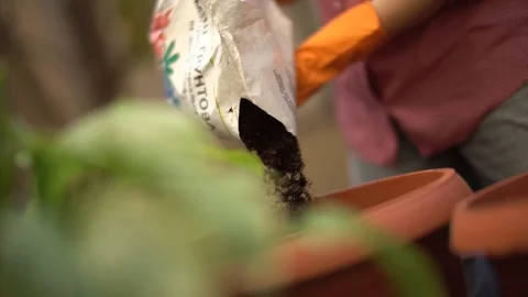 Green leaf in the garden Stock Footage 129107766