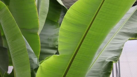 Green leaf in the garden Stock Footage 310161276