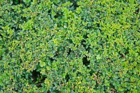 Green leaf in garden, leaf background Stock Photos