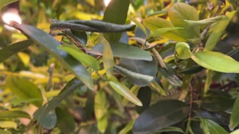 Green leaf in garden moving with breeze and lightbulbs glowing in the background Stock Footage 312096101