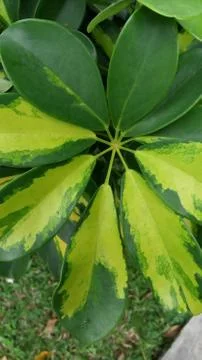 Green leaf in garden Stock Photos
