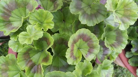 Green leaf in garden Foto stock