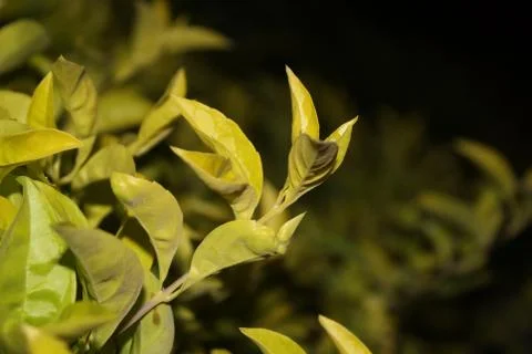 Green leaf in a garden. Stock Photos