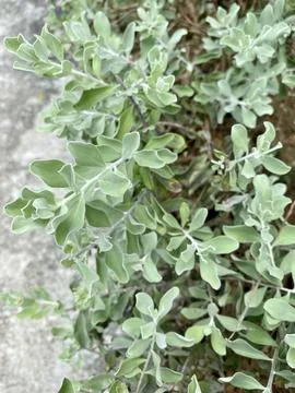 Green Leaf in the garden 库存照片