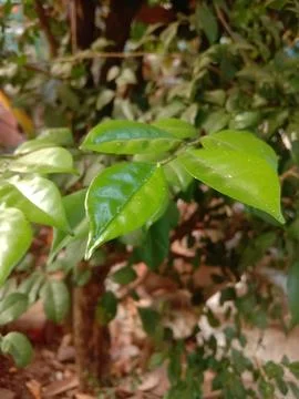 Green leaf in the garden Stock Photos
