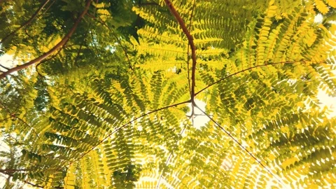 Green Leaf in the Garden with Sunlight Beam, Suitable for Natural Conce Stock Footage 134012136