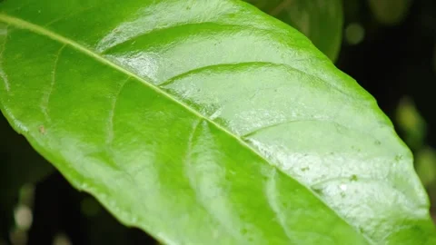 Green leaf gently swaying in the breeze 库存影片 308036067
