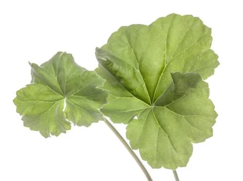 Green leaf geranium Foto stock