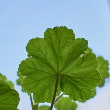 Green leaf of a geranium Stock Photos