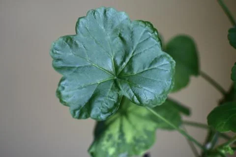 Green leaf of a geranium Stock Photos