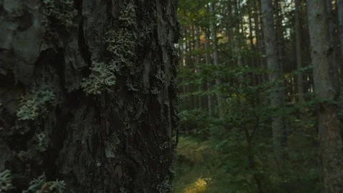 Green leaf on the giant tree in the forest	 Stock Footage 122003467