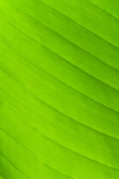 Green leaf on a gleam Stock Photos