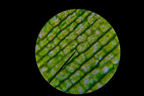 Green Leaf Grains Stock Photos