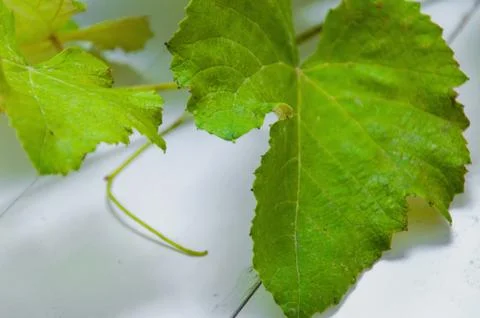 Green leaf of grape close-up on a white wooden background. Stock Photos