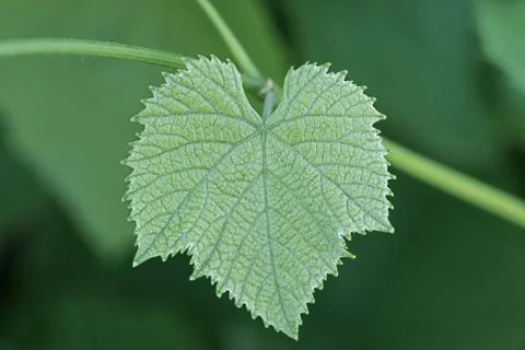 Green leaf of grape closeup. Stock Photos