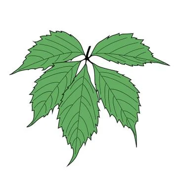 Green leaf grape on white background.  Illustration イラスト素材