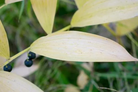 Green leaf on the grass Stock Photos